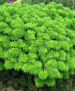 Alternative view of Korėjinis kėnis 'Brilliant‘ / Abies koreana 'Brilliant‘