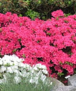 Alternative view of Japoninė azalija ‘Rubinetta’ / Azalea japonica ‘Rubinetta’