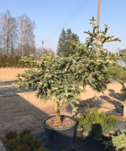 Melsvaspyglio kenio 'Glauca‘ bonsas / Bonsai 'Glauca'  PARDUOTAS