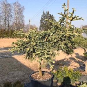 Melsvaspyglio kenio 'Glauca‘ bonsas / Bonsai 'Glauca'  PARDUOTAS