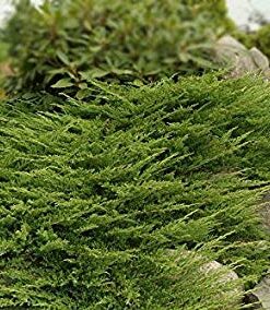 Alternative view of Gulsčiasis - šliaužiantis kadagys ‘Prince of Wales’ / Juniperus horizontalis ‘Prince of Wales’