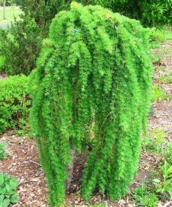 Alternative view of Europinis maumedis ′Pendula' / Larix kaempferi 'Pendula‘