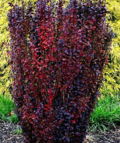 Alternative view of Tunbergo raugerškis ‘Chocolate Summer’ / Berberis thunbergii ‘Chocolate Summer’