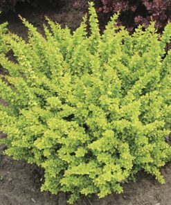 Alternative view of Tunbergo raugerškis 'Sunsation'  / Berberis thunbergii 'Sunsation'