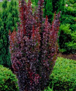 Tunbergo raugerškis ‘Chocolate Summer’ / Berberis thunbergii ‘Chocolate Summer’