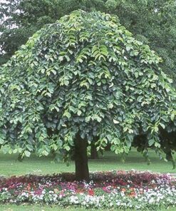 Kalninė guoba 'Camperdownii‘ / Ulmus glabra 'Camperdown‘