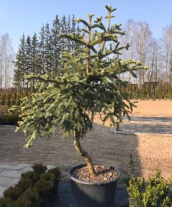 Alternative view of Melsvaspyglio kenio 'Glauca‘ bonsas / Bonsai 'Glauca'  PARDUOTAS