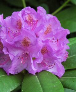 Alternative view of Rododendras 'Catawbiense Grandiflorum‘ / Rhododendron 'Catawbiense Grandiflorum‘