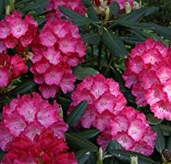 Rododendras 'Fantastica‘ / Rhododendron 'Fantastica‘