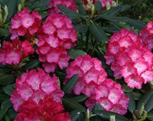 Rododendras 'Fantastica‘ / Rhododendron 'Fantastica‘