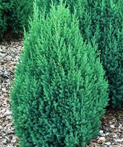 Kininis kadagys 'Stricta' / Juniperus chinensis 'Stricta'