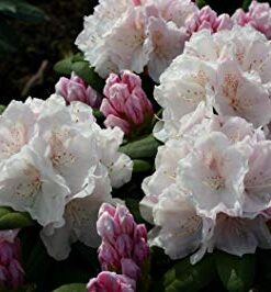 Rododendras 'Schneekrone‘ / Rhododendron 'Schneekrone‘