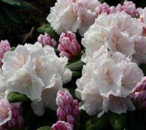 Rododendras 'Schneekrone‘ / Rhododendron 'Schneekrone‘