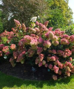 Alternative view of Šluotelinė hortenzija 'Vanilla Fraise" / Hydrangea paniculata 'Vanilla Fraise’