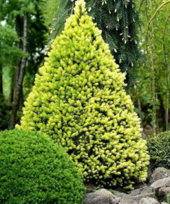 Paprastoji eglė 'Rainbow‘s End‘ / Picea abies 'Rainbow‘s End‘