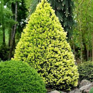 Paprastoji eglė 'Rainbow‘s End‘ / Picea abies 'Rainbow‘s End‘