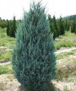 Alternative view of Uolinins kadagys 'Moonglow‘ / Juniperus scopulorum 'Moonglow‘