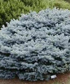 Alternative view of Paprastoji eglė 'Glauca Globosa‘ / Picea abies 'Glauca Globosa‘