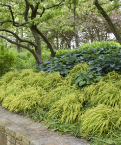 Alternative view of Hakonė 'Aureola‘ / Hakonechloa macra 'Aureola‘