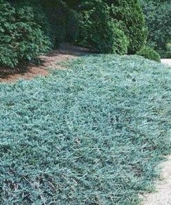 Alternative view of Gulsčiasis - šliaužiantis kadagys ‘Blue Carpet’ / Juniperus horizontalis ‘Blue Carpet’