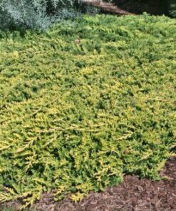 Alternative view of Gulsčiasis - šliaužiantis kadagys ‘Golden carpet’  / Juniperus horizontalis ‘Golden Carpet’