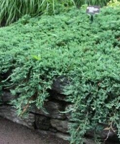 Alternative view of Gulsčiasis - šliaužiantis kadagys ‘Wiltonii’ / Juniperus horizontalis ‘Wiltonii’