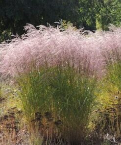 Alternative view of Kininis miskantas 'Flamingo‘ / Miscanthus sinensis 'Flamingo'