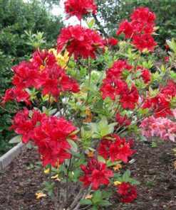Alternative view of Azalija 'Nabucco‘ / Azalea 'Nabucco‘