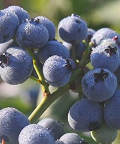 Aukštoji šilauogė 'Bluegold‘ / Vaccinium corymbosum 'Bluegold‘