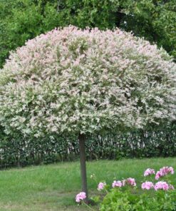 Sveikalapis karklas 'Hakuro Nishiki‘ / Salix integra 'Hakuro Nishiki‘