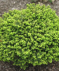 Alternative view of Paprastoji eglė 'Little Gem'  / Picea abies ‚Little Gem‘