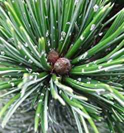 Alternative view of Akuotoji pušis / Pinus aristata