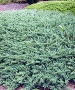 Alternative view of Gulsčiasis - šliaužiantis kadagys 'ICE BLUE' / Juniperus horizontalis 'Ice Blue'
