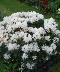 Alternative view of Rododendras 'Cunningham‘s White‘ / Rhododendron 'Cunningham‘s White‘