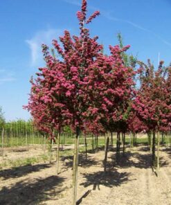 Alternative view of Grauželinė gudobelė 'Paul‘s Scarler‘ / Crataegus x media 'Paul‘s Scarler‘