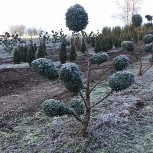 Žvynuotojo kadagio 'Hetz‘ bonsas  / Bonsai   PARDUOTAS