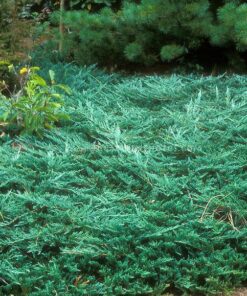 Gulsčiasis - šliaužiantis kadagys ‘Blue Carpet’ / Juniperus horizontalis ‘Blue Carpet’