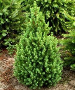 Paprastoji eglė 'Conica‘ / Picea abies 'Conica‘