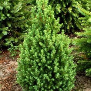 Paprastoji eglė 'Conica‘ / Picea abies 'Conica‘