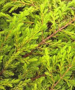 Alternative view of Paprastasis kadagys 'Goldschatz' / Juniperus communis 'Goldschatz'