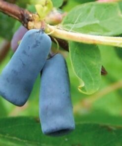 Alternative view of Kamčiatkinis sausmedis 'Duet‘ / Lonicera kamtschatica 'Duet‘