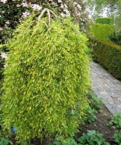 Alternative view of Geltonasis žirnmedis 'Pendula‘ / Caragana arborescens 'Pendula‘