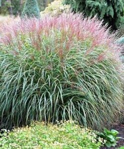 Kininis miskantas 'Flamingo‘ / Miscanthus sinensis 'Flamingo'