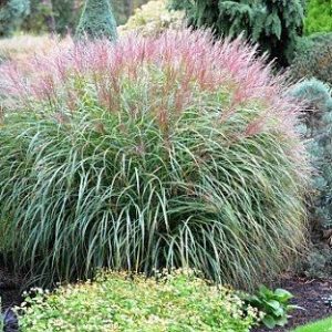Kininis miskantas 'Flamingo‘ / Miscanthus sinensis 'Flamingo'