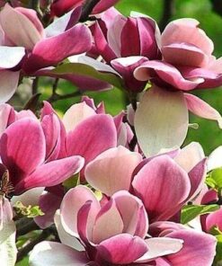 Hibridinė magnolija 'Old Port‘ / Magnolia hybrid ‘Old Port’