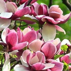 Hibridinė magnolija 'Old Port‘ / Magnolia hybrid ‘Old Port’