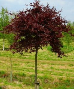 Alternative view of Paprastasis bukas 'Rohan Weeping’ / Fagus sylvatica 'Rohan Weeping’