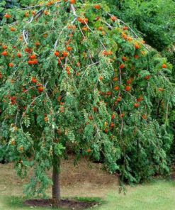Paprastasis šermukšnis 'Pendula‘ / Sorbus aucuparia 'Pendula'