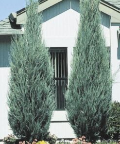 Alternative view of Uolinins kadagys 'Skyrocket‘ / Juniperus scopulorum 'Skyrocket‘
