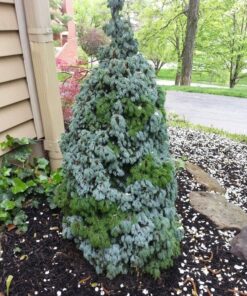 Alternative view of Paprastoji eglė 'Sanders Blue‘ / Picea abies 'Sanders Blue‘